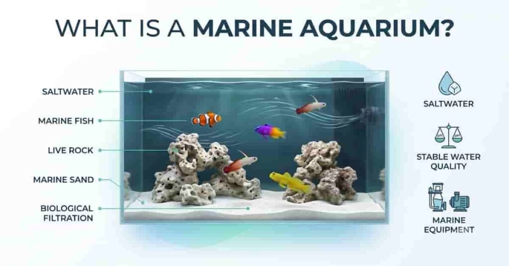 What is a marine aquarium educational infographic showing saltwater fish, live rock, and essential aquarium components.