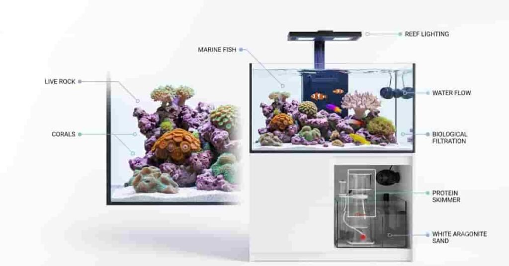 Beginner reef aquarium showing live corals, marine fish, live rock, and essential reef ecosystem components.