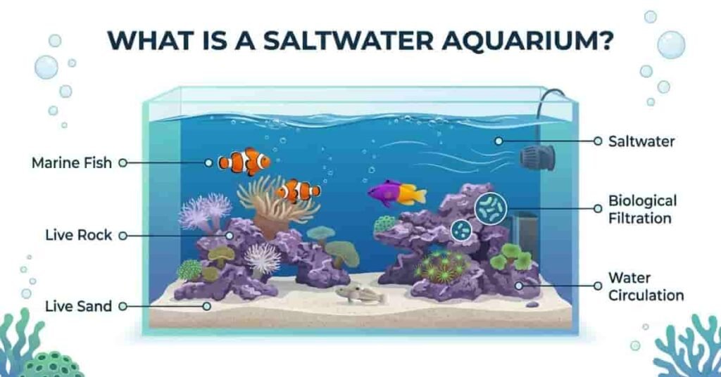 What is a saltwater aquarium infographic showing marine fish, live rock, live sand, and beginner aquarium components.